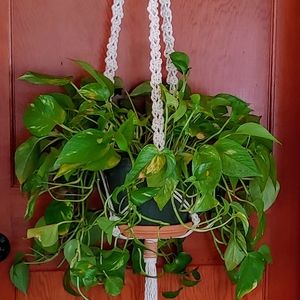 Natural Cotton & Suede Large Plant Hanger